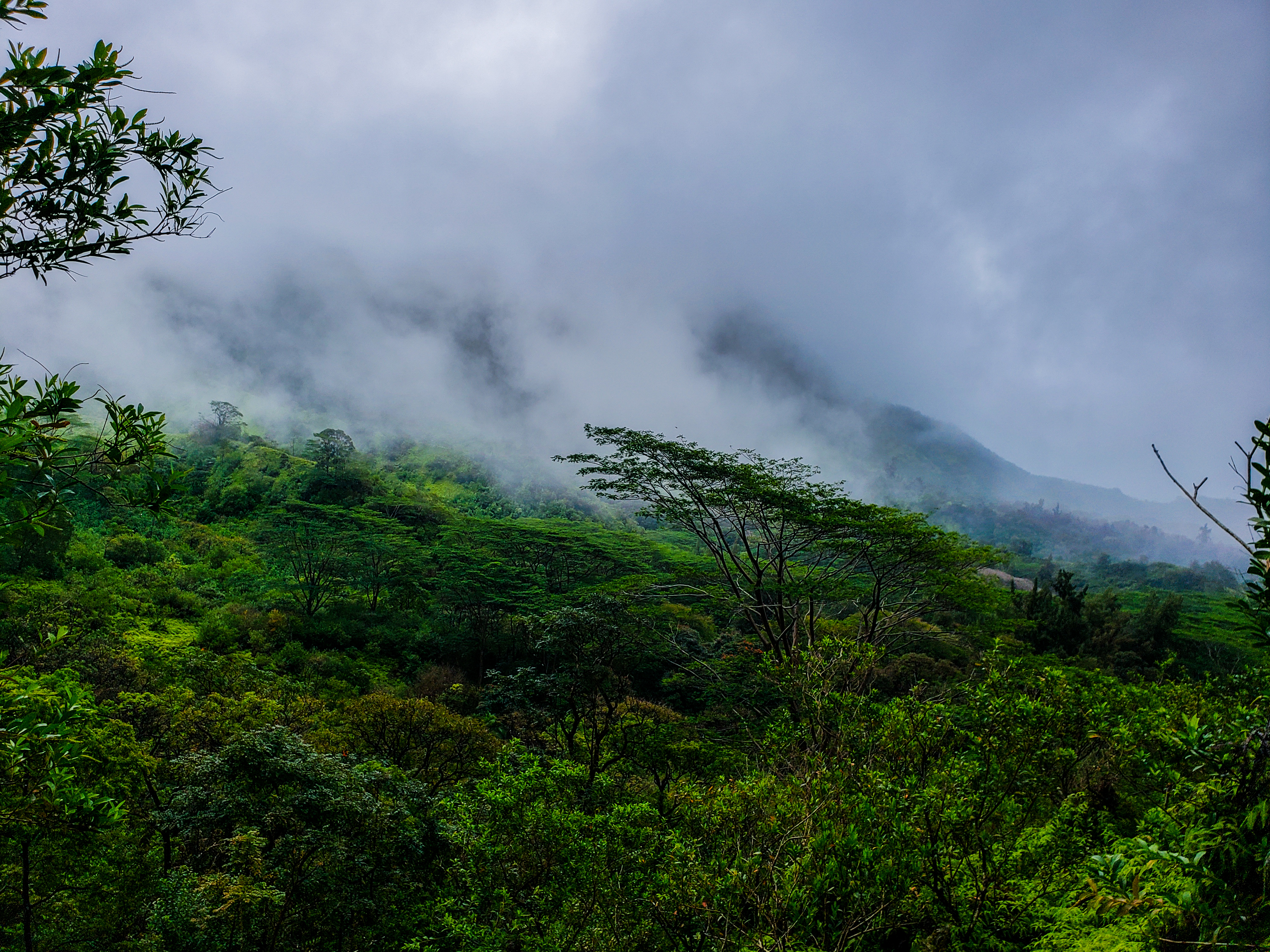 Photo of Pali Trail in Oahu