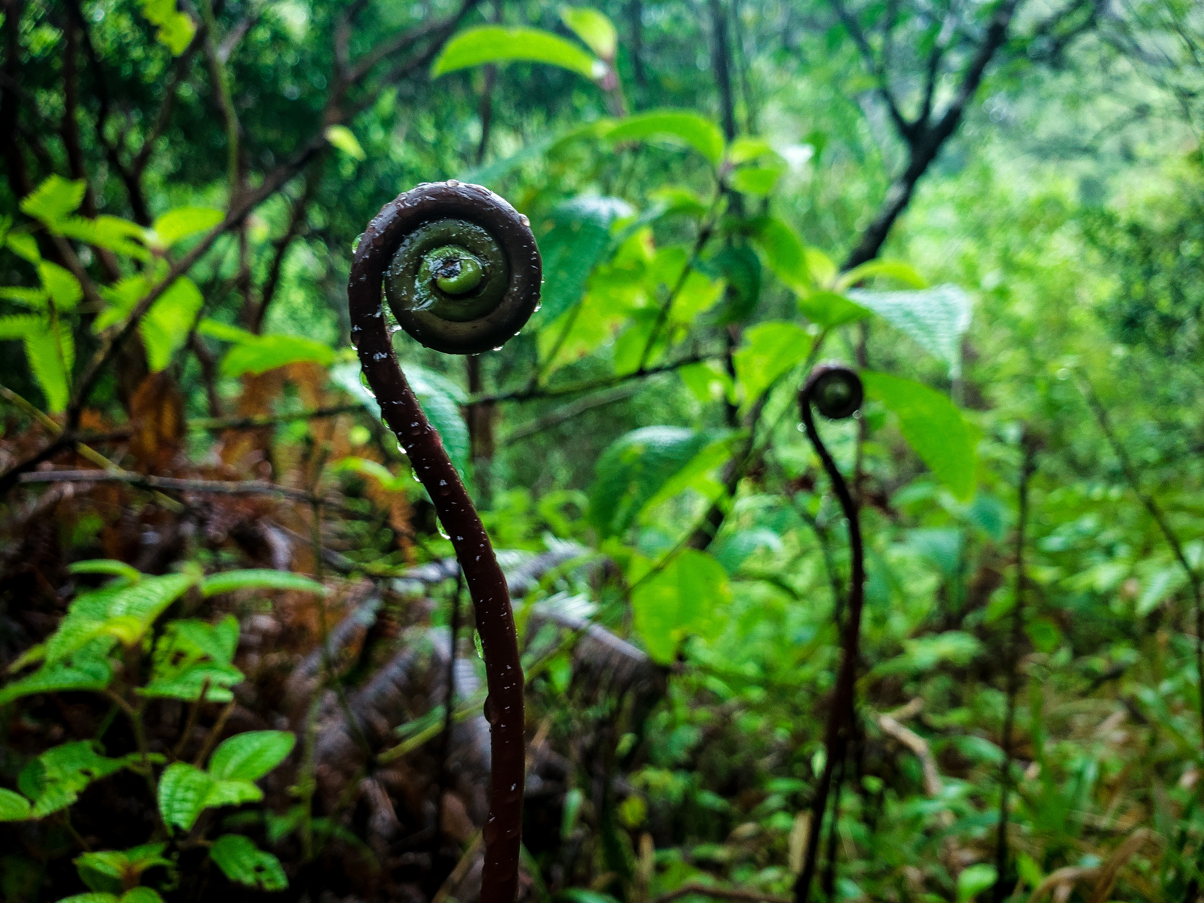 Photo during Pali trail in Oahu